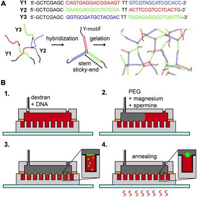 Aqueous Triple-Phase System in Microwell Array for Generating Uniform-Sized DNA Hydrogel Particles